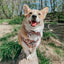 Dog Collar - STAR WARS™ The Rebel Alliance