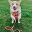 Dog Adjustable Harness - Garfield™