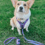 Dog Adjustable Harness - Mojo Jojo™