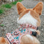 Dog Collar - National Bark