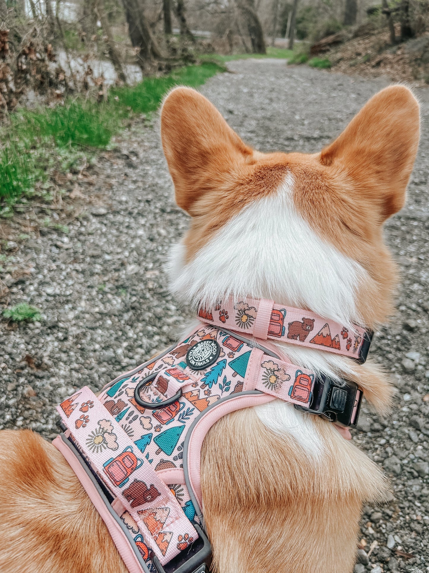 Dog Collar - National Bark