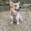 Dog Collar - National Bark