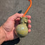 The Boom Ball Rubber Dog Chew Toy
