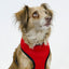 Comfort Mesh Dog Harness by cuteNfuzzyÂ® with Six Month Warranty