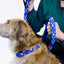 cuteNfuzzyÂ® Padded Adjustable Patterned Dog Collar with Warranty