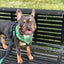 Teacher's Pet Leash Kit