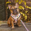Frootie Patootie Leash Kit