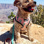 Succa For You Reversible Harness
