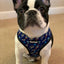 Extra-Furrestrial Reversible Harness