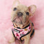 Fairytail Reversible Harness