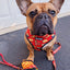 Taco Tuesday Reversible Harness