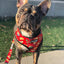 Taco Tuesday Reversible Harness