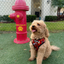 Pawgwarts Everyday Adjustable No-Pull Dog Harness