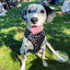 Polka Dog Leash Kit