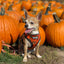 Pupkin Patch Leash Kit