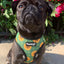 Pupkin Patch Reversible Harness