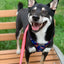 Red, White & Bark Leash Kit