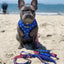 Red, White & Bark Leash Kit