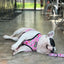 Slumber Pawty Leash Kit