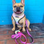 Slumber Pawty Reversible Harness
