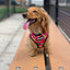 Snack Shack Reversible Harness