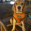 Succa For You Leash Kit