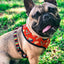 Taco Tuesday Reversible Harness