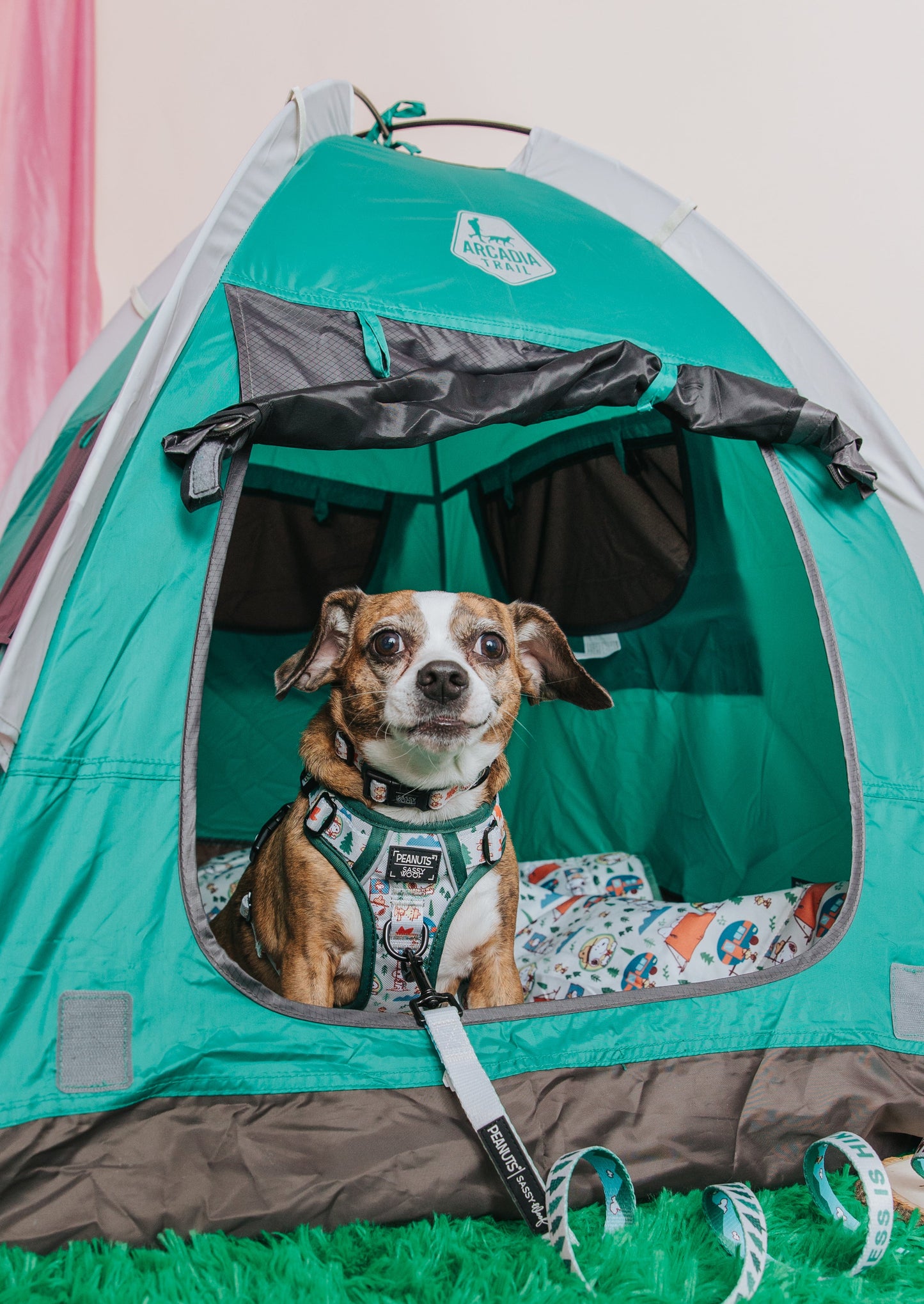 Dog Step-in Harness - Peanuts™ Beagle Scouts