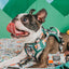 Dog Step-in Harness - Peanuts™ Beagle Scouts