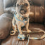 Dog Leash - Patch Perfect