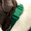 Martingale Dog Collar