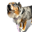 Martingale Dog Collar