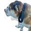 Martingale Dog Collar