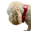 Martingale Dog Collar