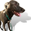 Martingale Dog Collar