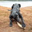 Flufflehorn Dental Antler - Indestructible Nylon Dog Chew Toy XL | USA Made