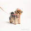 Rosè Heritage Harness