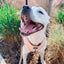 Dog Adjustable Harness - Pinot