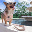 Dog Adjustable Harness - Pinot