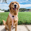 Dog Adjustable Harness - Pinot