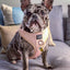 Dog Adjustable Harness - Pinot