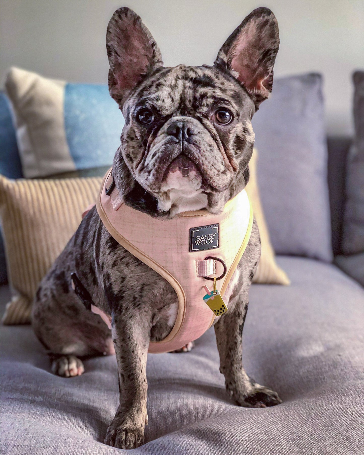 Dog Adjustable Harness - Pinot