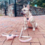 Dog Adjustable Harness - Pinot