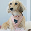 Dog Adjustable Harness - Pinot