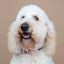 Dog Collar - Pinot