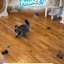 Pounce! Kit