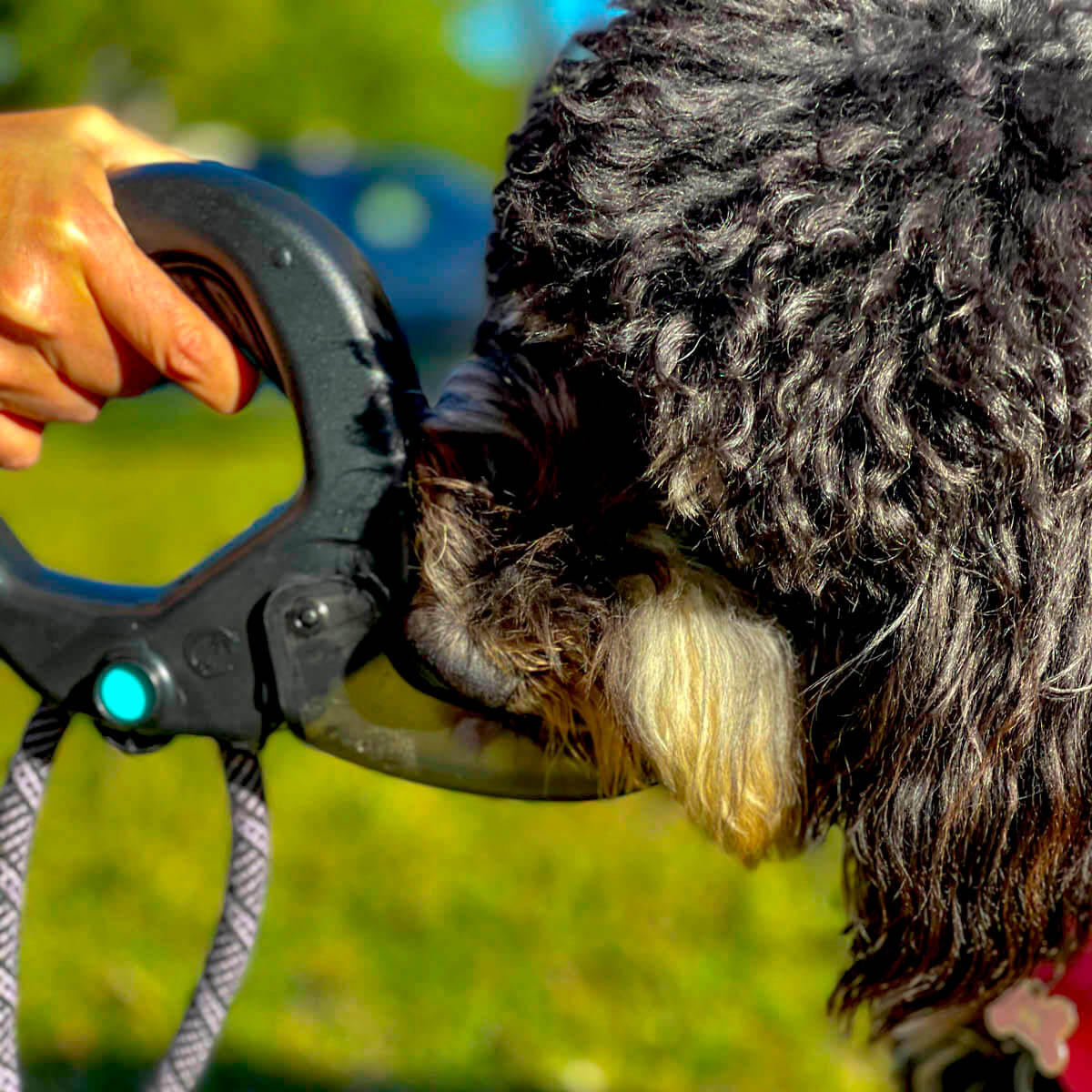 Spleash®