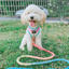 Dog Rope Leash - Bright