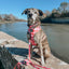 Dog Collar - Picnic Fur Two