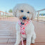Dog Adjustable Harness - Mykonos